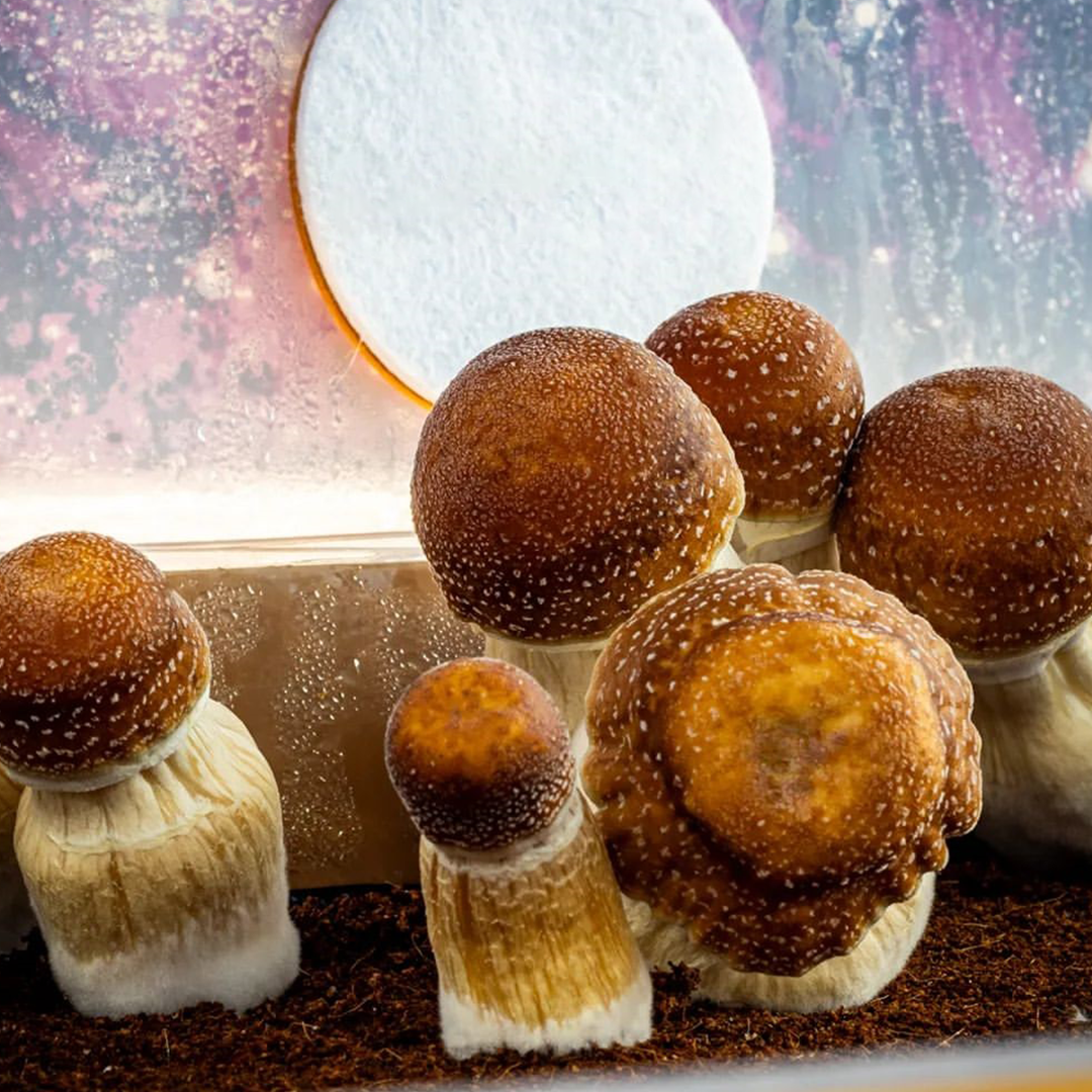 Monotub Filter Patches - 6 Pack