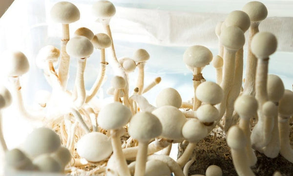 Monotub vs Grow Cabinet: Which Mushroom Growing Setup Is Right?