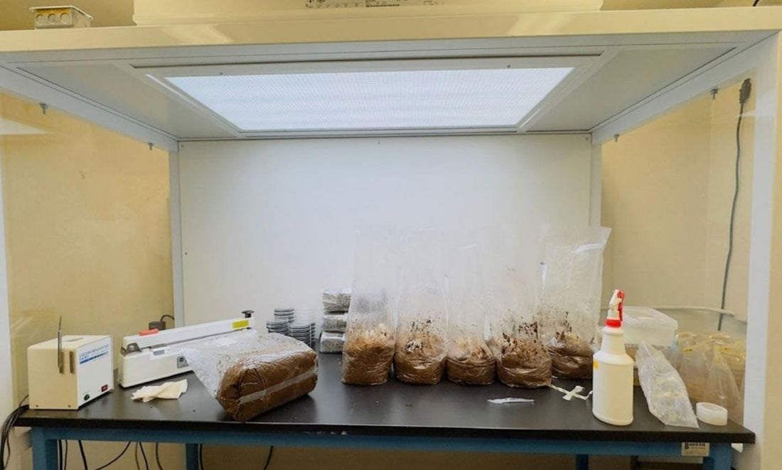 Flowhood vs Still Air Box: Which Is Better for Mushroom Growing?
