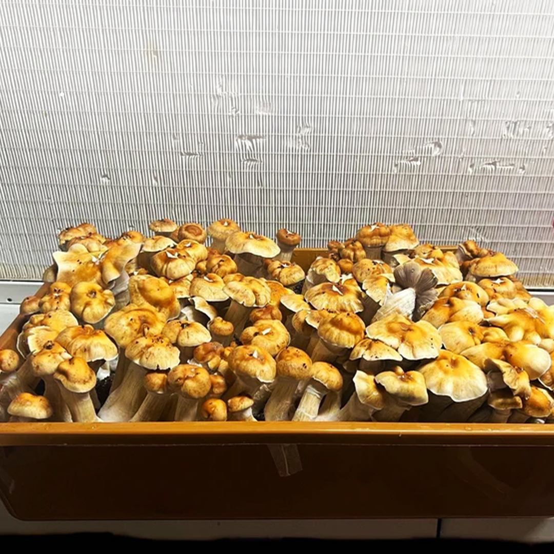 GroMyco 68 Quarts Mushroom Monotub