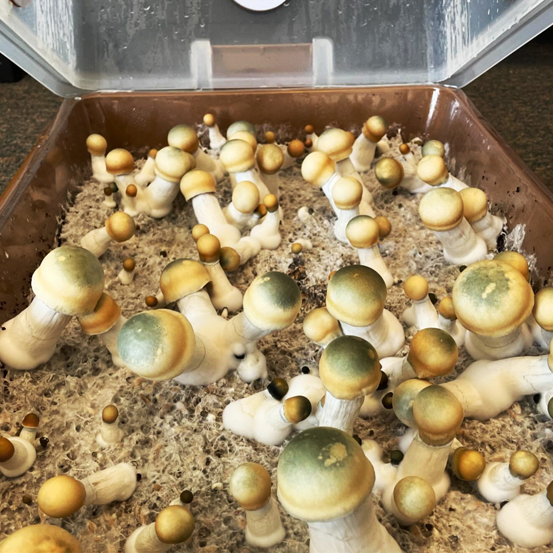 GroMyco 68 Quarts Mushroom Monotub